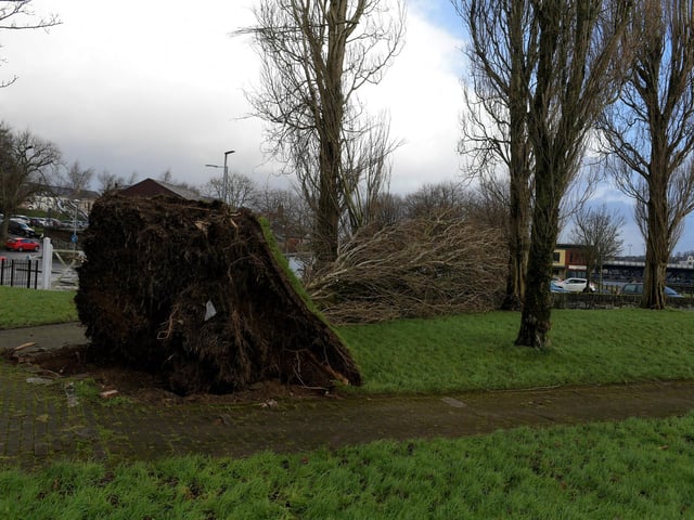 Trees along the Foyle Embankment uprooted by Storm Isha. Photo: George Sweeney