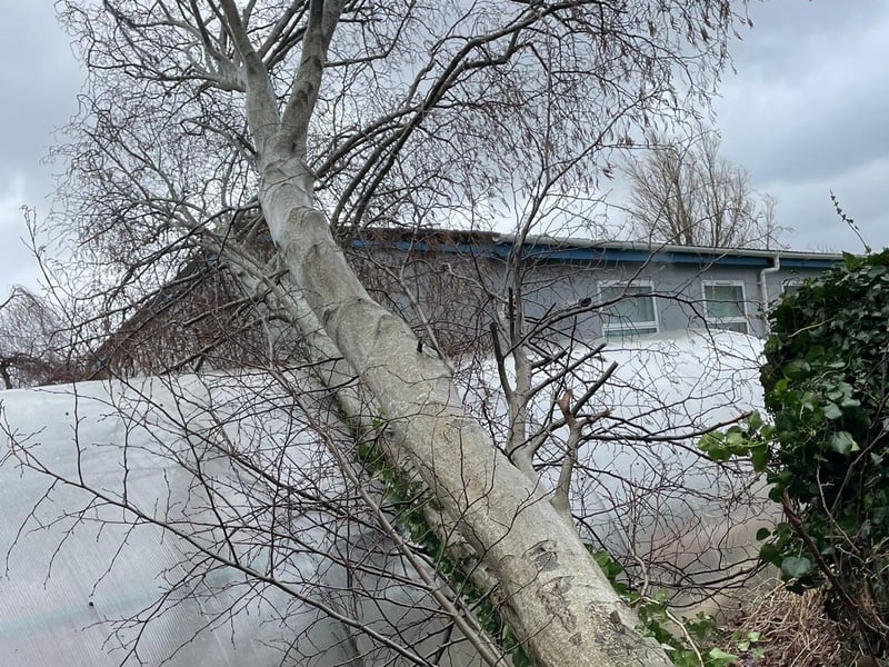 A fallen tree at Greenhaw Primary School