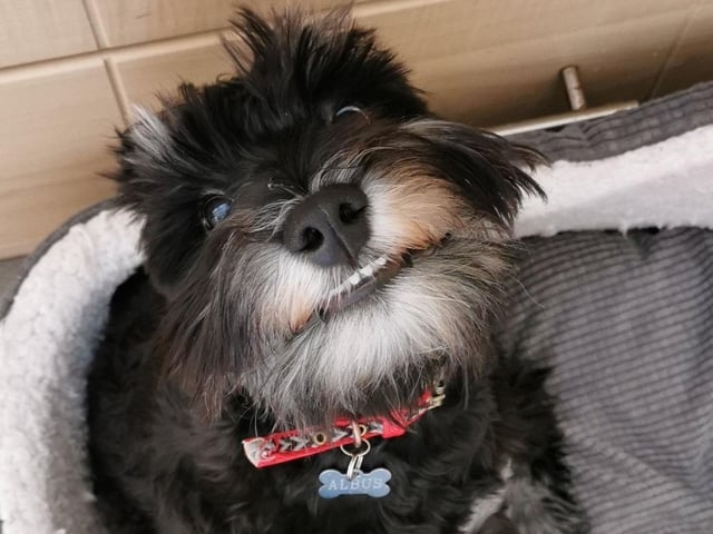 The delightful dogs of Derry and Inishowen, as sent in by proud Derry Journal readers.