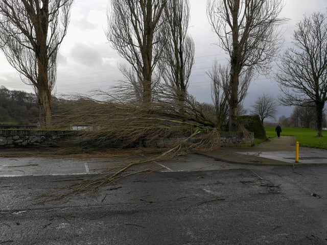 Trees along the Foyle Embankment uprooted by Storm Isha. Photo: George Sweeney