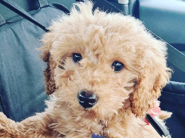 A selection of pictures sent in by Derry Journal readers of their beautiful dogs.