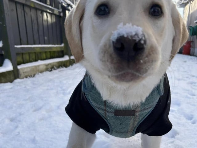 A selection of pictures sent in by Derry Journal readers of their beautiful dogs.