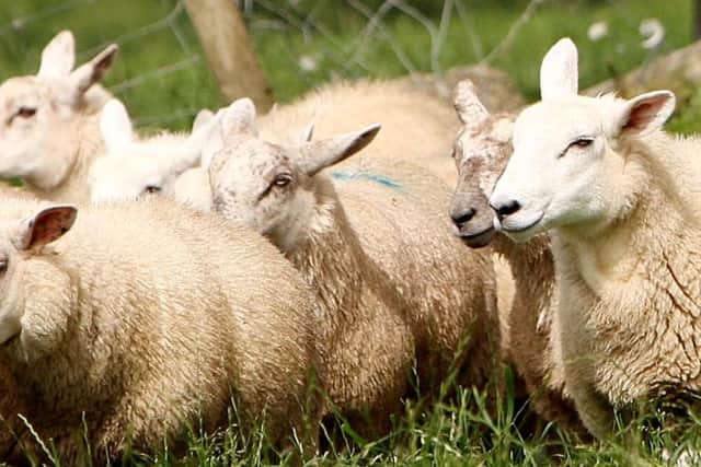 Sheep rustlers have struck near Park for the second time in the space of a fortnight.