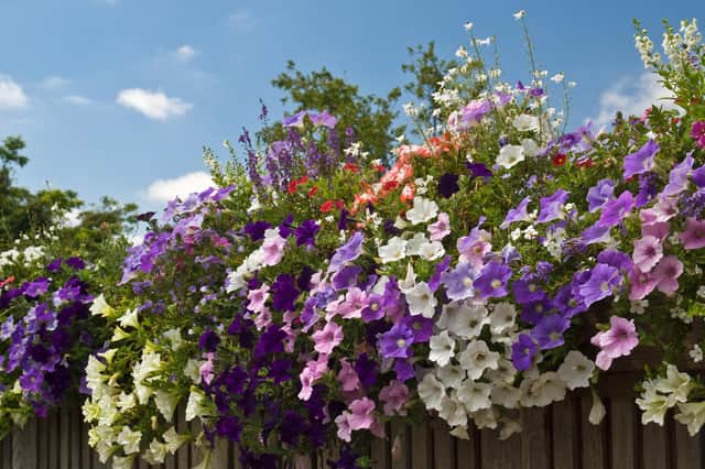 Colorful petunias on a fence (photo: Adobe)