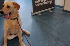 Honey, who needs surgery to fix her two back legs.