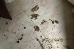The unhygienic conditions the dogs were found in in June 2022.