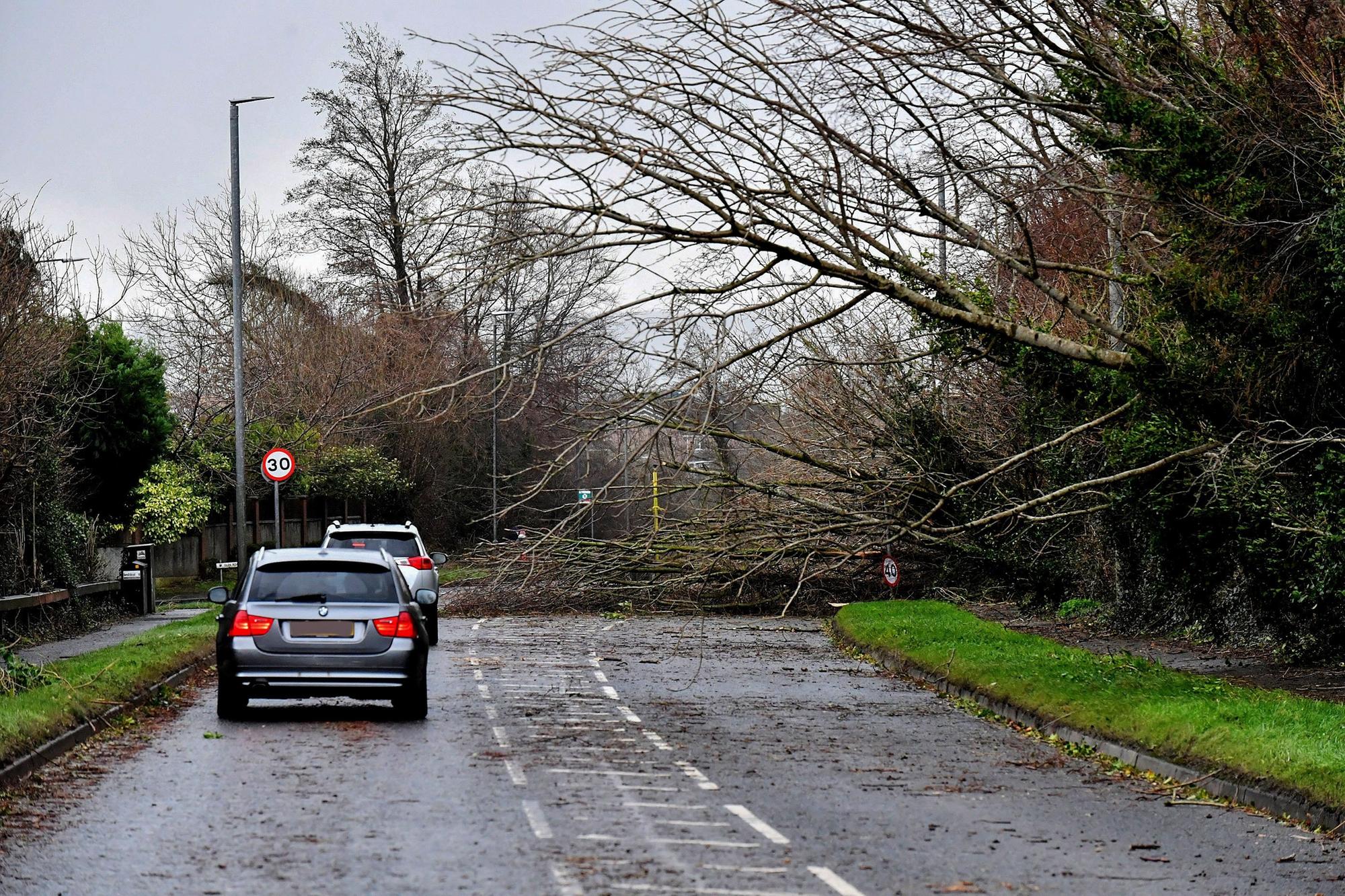 Fallen tree at the junction of Glen Road and Creggan Road. Photo: George Sweeney