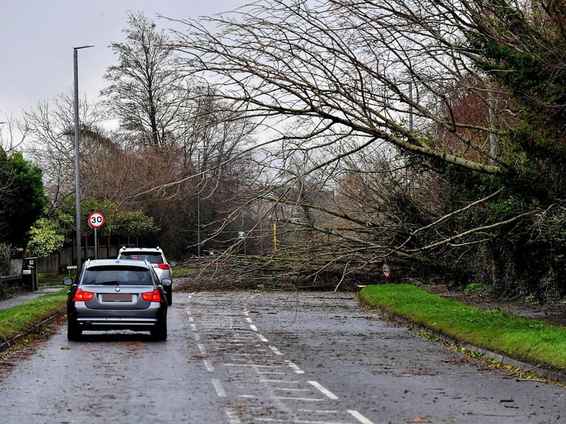 Fallen tree at the junction of Glen Road and Creggan Road. Photo: George Sweeney