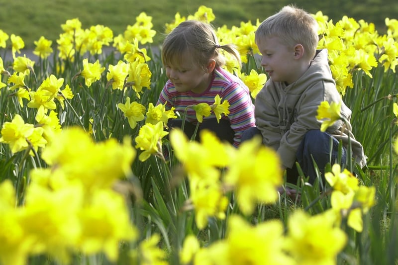Jodie Pomeroy and Stephen McCandless from Lisnagelvin Nursery School admire the daffodils planted by the children at the nursery to raise money for the Marie Curie Care Field of Hope campaign.