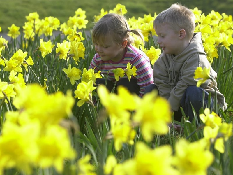 Jodie Pomeroy and Stephen McCandless from Lisnagelvin Nursery School admire the daffodils planted by the children at the nursery to raise money for the Marie Curie Care Field of Hope campaign.