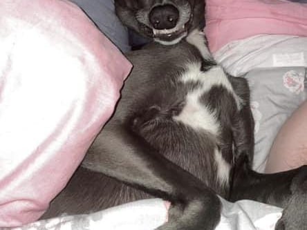 Willow the Whippet