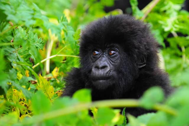 A baby gorilla