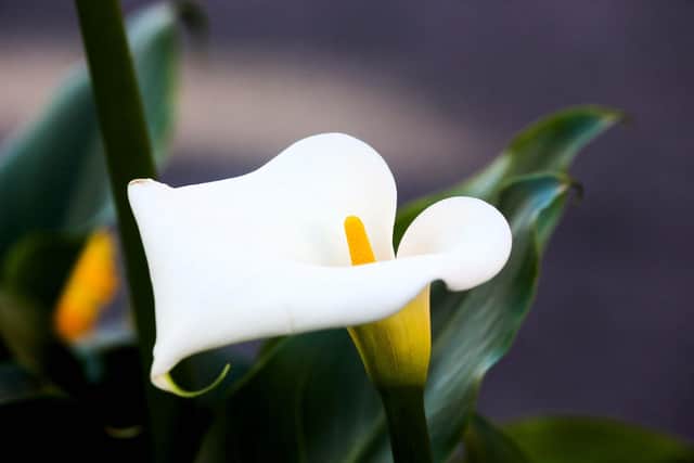 An Easter Lily at the Easter Sunday Commemoration Ceremony at Dublin Castle on March 27, 2016.  (Photo by Maxwells/Irish Government - Pool/Getty Images)
