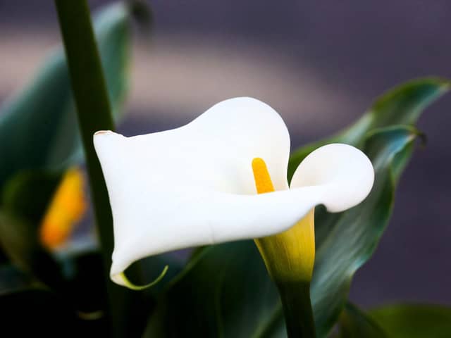 An Easter Lily at the Easter Sunday Commemoration Ceremony at Dublin Castle on March 27, 2016.  (Photo by Maxwells/Irish Government - Pool/Getty Images)