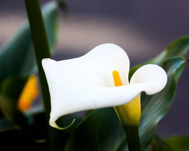 An Easter Lily at the Easter Sunday Commemoration Ceremony at Dublin Castle on March 27, 2016.  (Photo by Maxwells/Irish Government - Pool/Getty Images)