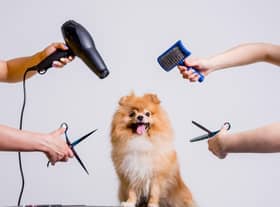 Grooming your dog can bring you closer to your pet (photo: Adobe)