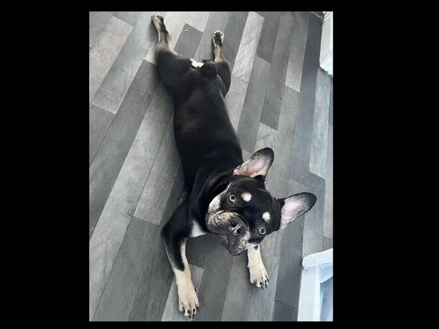Rolo