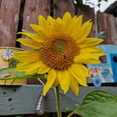 A wee sunflower