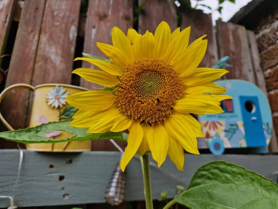 A wee sunflower
