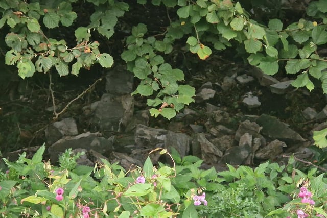 Masonry amid the undergrowth.