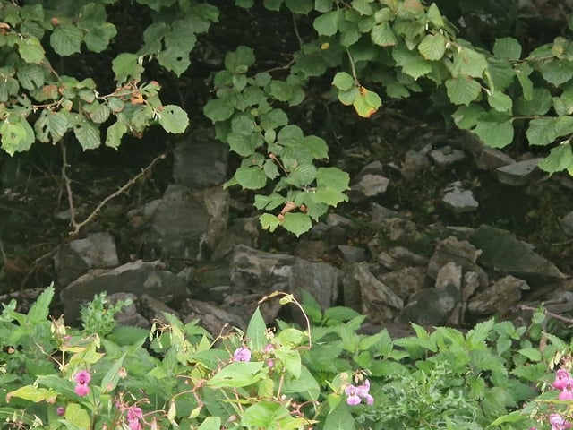 Masonry amid the undergrowth.