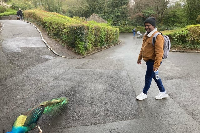 Migrants Forum board member Idris Mohammed on the tail of a peacock at Belfast zoo on Saturday.