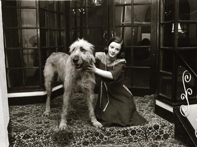 An Irish wolfhound in 1976.