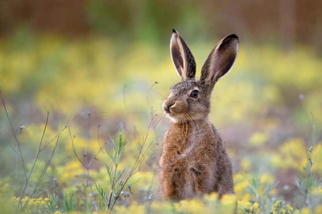 Cailleachaí - or witches - are known to shapeshift as hares.