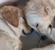 Part two in a collection of pictures of the beautiful dogs of Derry and Donegal, sent in by Derry Journal readers.