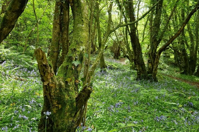 Bluebells at Prehen Woods.