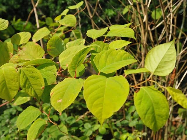 Japanese Knotweed. (Pic credit: Andrew Smith)