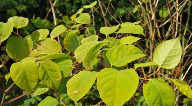 Japanese Knotweed. (Pic credit: Andrew Smith)