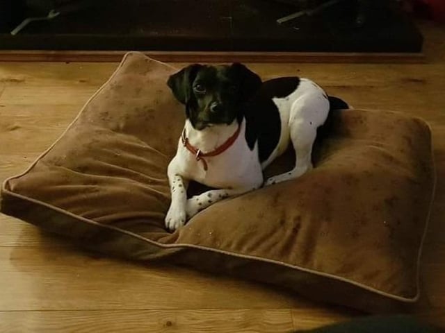 A selection of pictures sent in by Derry Journal readers of their beautiful dogs.