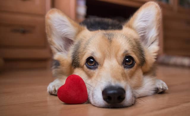 Show your Derry dog you love them this Valentine's Day.