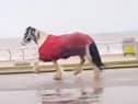 A horse broke loose before running amok on Blackpool Promenade (Credit: The Three Mouseketeers UK)