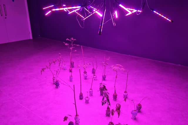 Saplings gifted to the Void by contributors to the 'The Wishing Forest' project grow under LED lights.