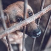 East Derry MLA Cara Hunter has called for tougher sentences for animal cruelty referring to recent cases of dogs being buried in the North West.