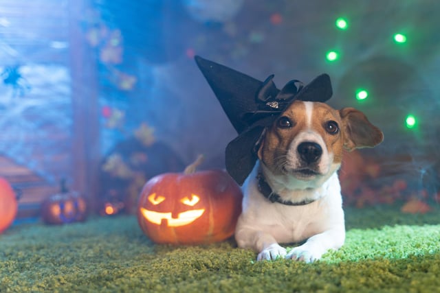 It's a good idea to head out before any festivities may begin and take extra tasty treats with you. If you spot any trick or treaters whilst you’re out, head away from them and reward your dog with a treat whilst you turn around to avoid any ghoulish encounters that might scare your dog.   In the weeks leading up to Halloween, gradually change your dog's routine by walking them earlier in the day to allow them time to exercise and toilet before dark. With more people out at night than normal, it’s best to keep your dog at home and in sight for safe keeping, whilst ensuring microchip details are kept up to date with the database in case they vanish out of the door during a trick or treat visit. Your dog also needs to wear an ID tag on their collar.
