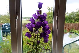 Canterbury Bells are an easy to grow biennial that flowers in June in Ireland.