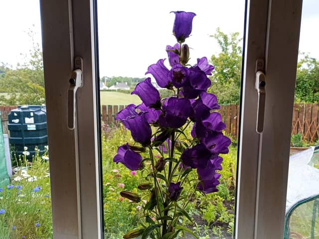 Canterbury Bells are an easy to grow biennial that flowers in June in Ireland.