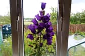 Canterbury Bells are an easy to grow biennial that flowers in June in Ireland.