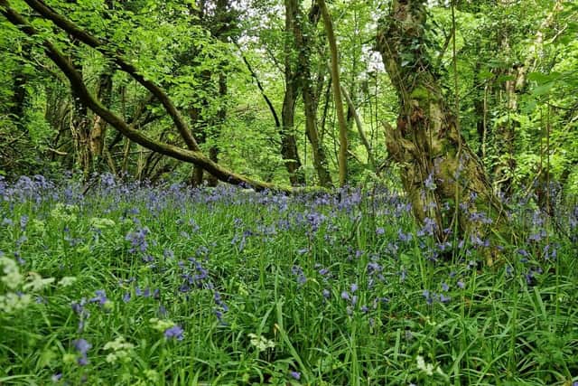 Bluebells carpet the forest floor of Prehen Woods.