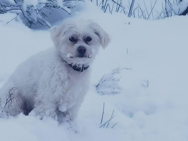 The delightful dogs of Derry and Inishowen, as sent in by proud Derry Journal readers.