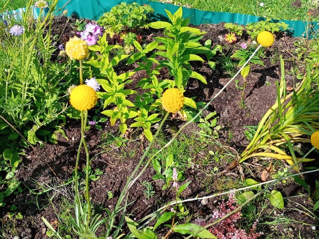 Billy Buttons (Billy balls) - These odd looking, woolly little golden pompoms are a real stand out in the garden and best of all they keep their colour and form when cut and dried. Craspedia is popular with smaller pollinators, and this Australian native grows on long, strong stems from a perennial clump. Most of mine came a cropper to slugs when grown from seed but they were easy to germinate and as a perennial so they should come back next year. Photo: Brendan McDaid.
