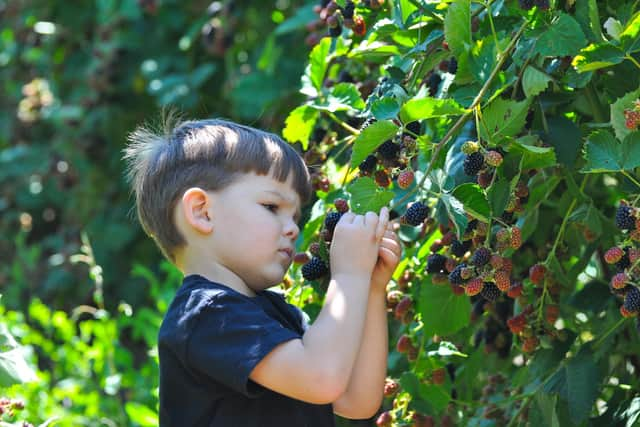 Foraging and learning about all that is readily available. Photo: Adobe