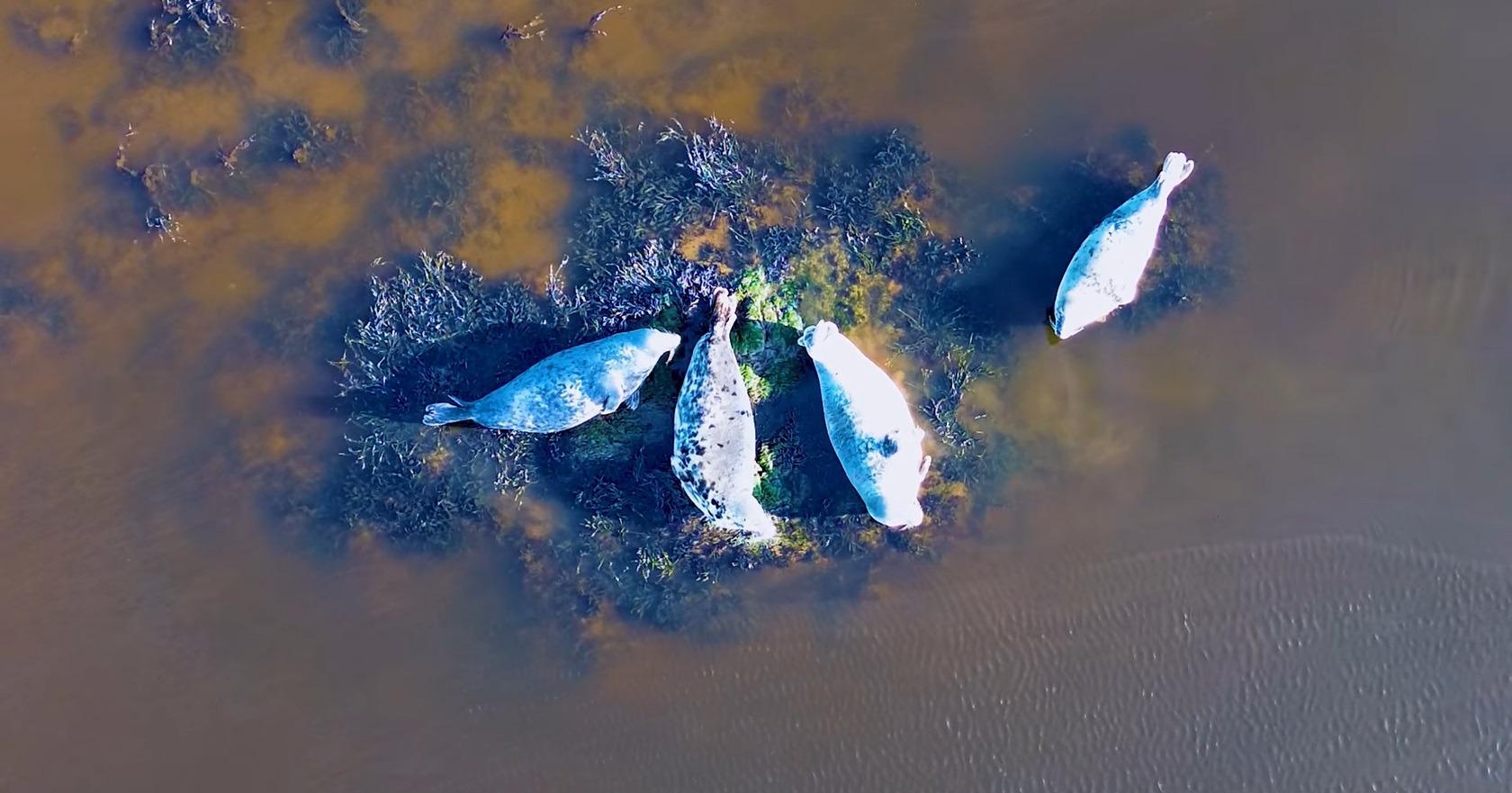 Grey seals caught sunbathing on the Foyle during Derry's sunny weather - Vimarsana News