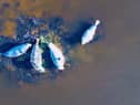 Grey Seals caught sunbathing in the Foyle
