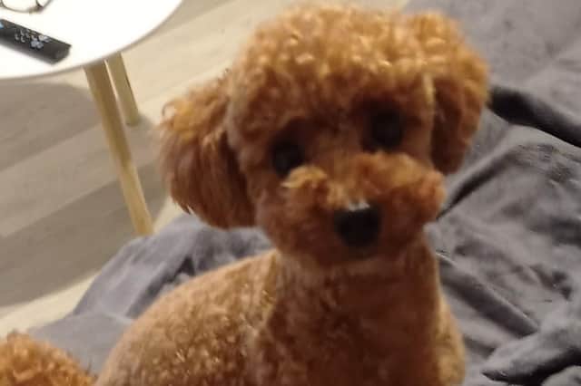 Maud, the pet poodle, was seriously injured after being hit by a scrambler.