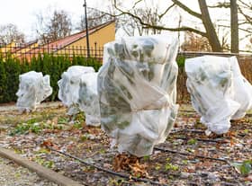 Protecting plants from the cold is vital in winter (photo: Adobe)