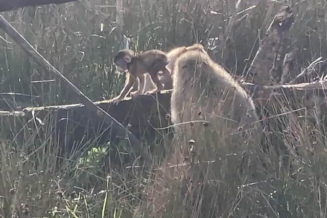The Barbary macaque and its family at Wild Ireland.